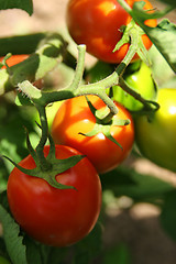 Image showing Tomatoes on the vine