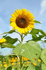 Image showing Yellow big sunflower and blue sky