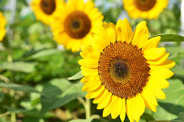 Image showing Yellow Sunflower field