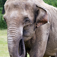 Image showing Head of elephant (Asian or Asiatic elephant)