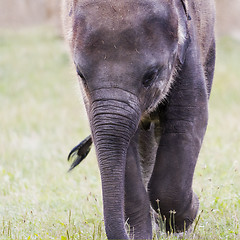 Image showing Head of elephant (Asian or Asiatic elephant)