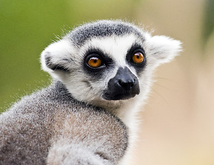 Image showing Head of ring-tailed lemur (Lemur catta)