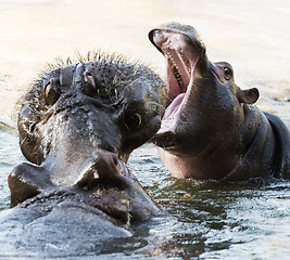 Image showing Young and adult hippo (hippopotamus)