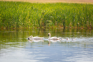 Image showing Family of Swan Swimming in the Water.