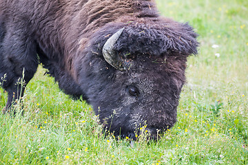 Image showing Large Bison Feeding in the Meadow.