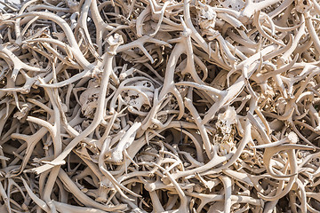 Image showing Pile of Various Animal Skulls and Elk Antlers.