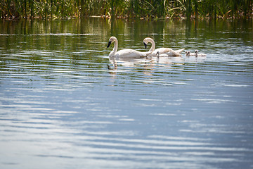 Image showing Family of Swan Swimming in the Water.