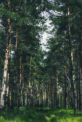 Image showing Summer Pine Forest
