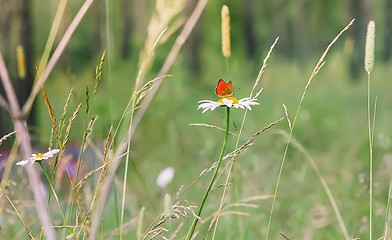 Image showing Red Butterfly On a Daisy