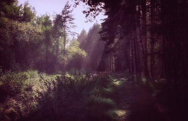 Image showing Sun\'s Rays In The Morning Forest