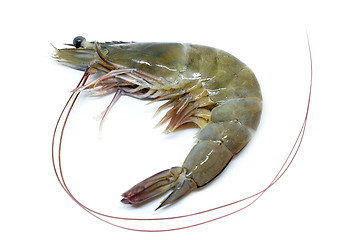 Image showing Fresh raw prawns