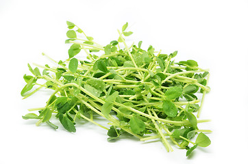 Image showing Bunch of pea shoots