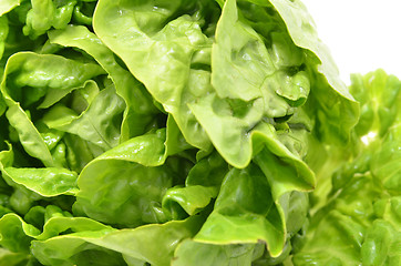 Image showing Green butter head lettuce