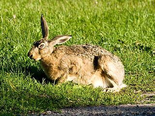 Image showing hare