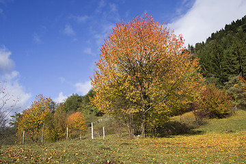 Image showing Autumn trees and evergreen forest