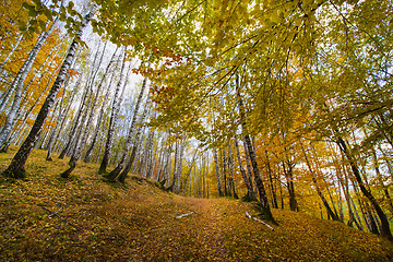 Image showing Silver birch forest in autumn