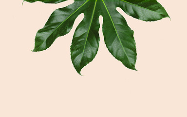 Image showing green leaves over beige background