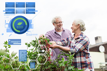 Image showing senior couple harvesting currant at summer garden