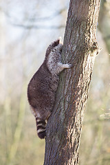 Image showing Raccoon up a tree