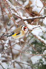 Image showing small bird European goldfinch in winter