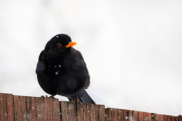 Image showing male of Common blackbird bird