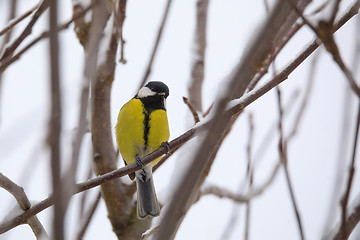 Image showing beautiful small bird great tit in winter