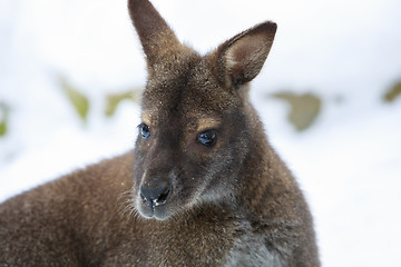 Image showing Red-necked Wallaby in snowy winter