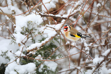 Image showing small bird European goldfinch in winter