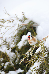 Image showing small bird European goldfinch in winter