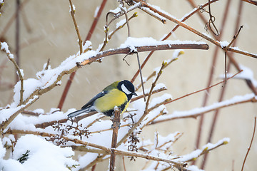 Image showing beautiful small bird great tit in winter