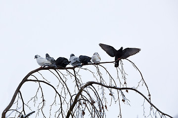 Image showing pigeons sitting on the branch in winter