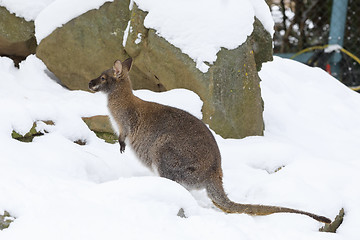 Image showing Red-necked Wallaby in snowy winter