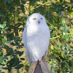 Image showing Snowowl sitting still