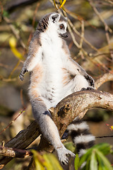 Image showing Ring-tailed lemur (Lemur catta)