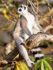 Image showing Ring-tailed lemur (Lemur catta)