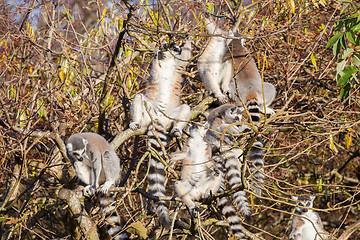 Image showing Ring-tailed lemur (Lemur catta), group in a tree
