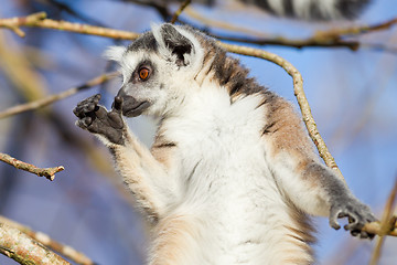 Image showing Ring-tailed lemur (Lemur catta)