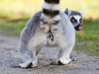 Image showing Ring-tailed lemur (Lemur catta), selective focus