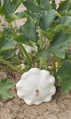 Image showing Pattypan White Squash