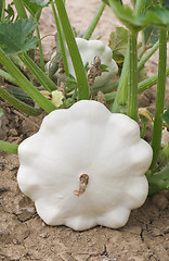 Image showing Pattypan White Squash