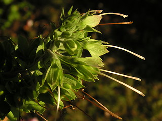 Image showing seedhead of the foxglove plant