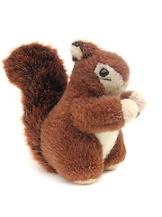 Image showing red squirrel