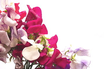 Image showing bunch of sweet scented sweet-peas