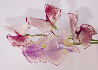 Image showing two stems of the  scented sweet-peas