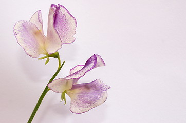 Image showing single stem of the  scented sweet-peas