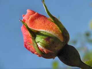 Image showing peach rosebud