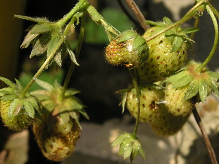 Image showing young strawberries growing on a strawberry plant