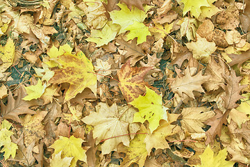 Image showing autumunal leafy background