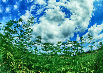 Image showing field of cannabis