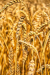 Image showing gold corn field